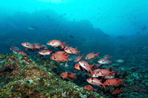 Shoal of blotcheye soldierfish (Myripristis berndti) above coral reef