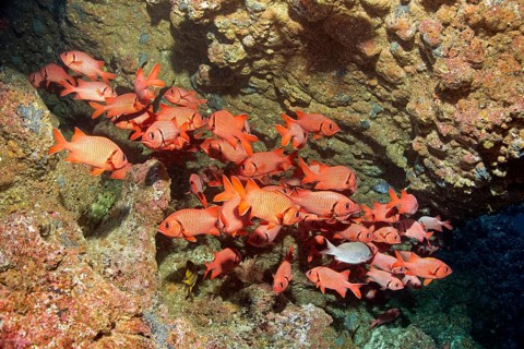 Shoal of blotcheye soldierfish (Myripristis berndti) in coral reef column