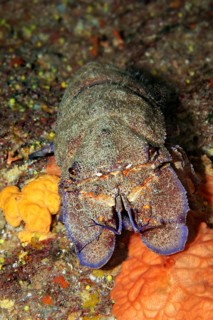 Mediterranean slipper lobster (Scyllarides latus)