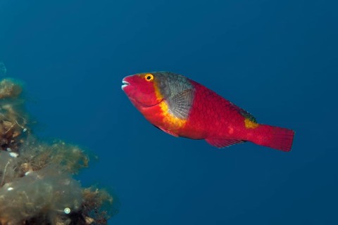 Mediterranean Parrotfish (Sparisoma cretense)
