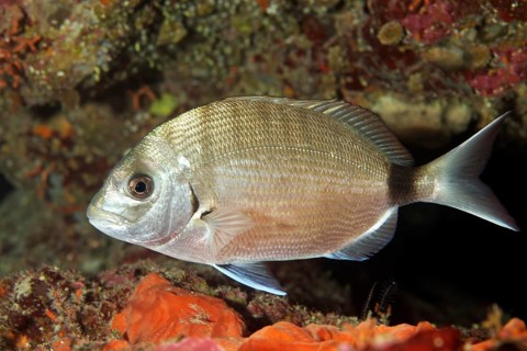 White seabream (Diplodus sargus)