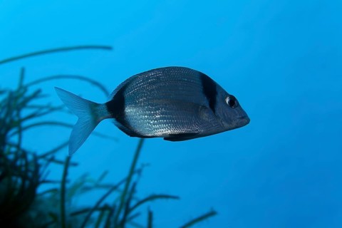 Common two-banded seabream (Diplodus vulgaris)