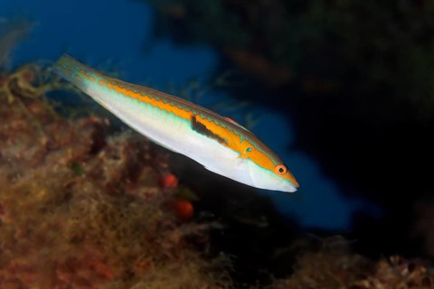 Mediterranean rainbow wrasse (Coris julis)
