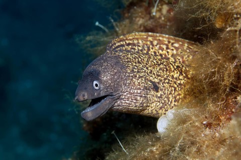 Mediterranean moray (Muraena helena)