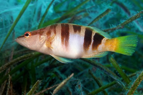Painted comber (Serranus scriba) swimming through Neptune grass (Posidonia oceanica)
