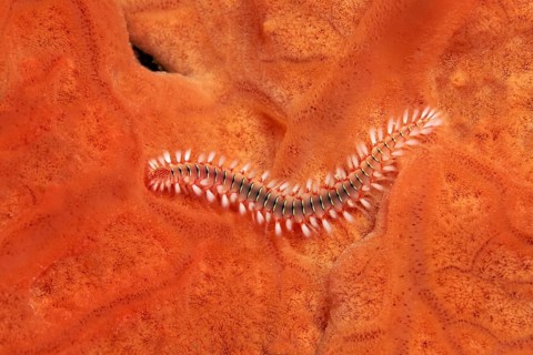 Bearded fireworm (Hermodice caruncalata) on Encrusting orange sponge (Spirastrella cunctratrix)