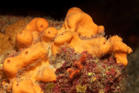 Oranger Demosponge (Agelas oroides)