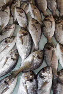 Red porgy (Pagrus Pagrus) at the fish market
