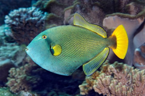 Pinktail triggerfish (Melichthys vidua) swimming amongst corals
