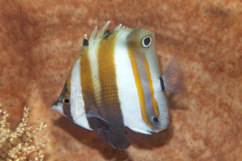 Twospot coralfish (Coradion melanopus) hiding in sponge