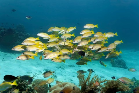 Fish