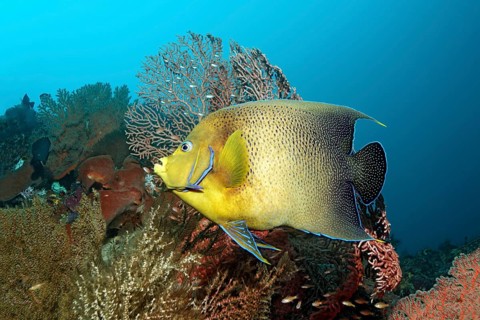 Koran angelfish (Pomacanthus semicirculatus) swimming above coral reef