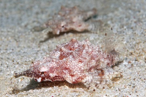 Little dragonfish (Eurypegasus Draconis) on sandy seabed