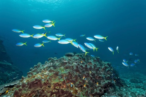 Beautiful fusiliers (Caesio teres) swimming above small reef covered in sponge