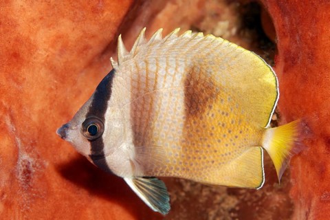 Sunburst butterflyfish (Chaetodon kleinii) Saparua