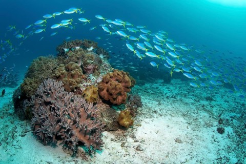 Shoal of beautiful fusiliers (Caesio teres) swimming above rocky outcrop with soft coral (Sinularia sp.) and leather coral (Sarcophyton sp.)