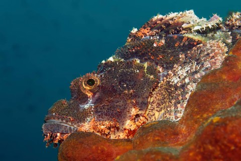 Tasseled scorpionfish (Scorpaenopsis oxycephala) lying on sponge