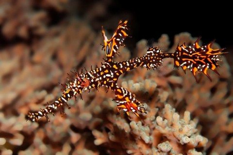 Ghost pipefish (Solenostomus paradoxus) swimming above coral (Agropora sp.)
