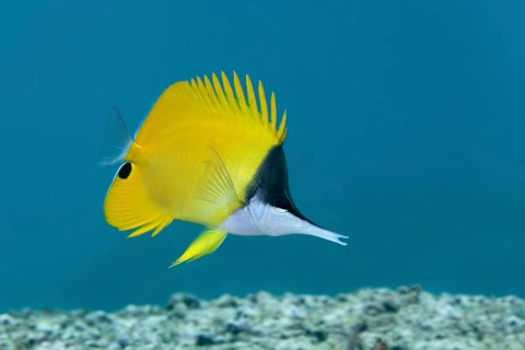 Yellow longnose butterflyfish (Forcipiger flavissimus) Saparua