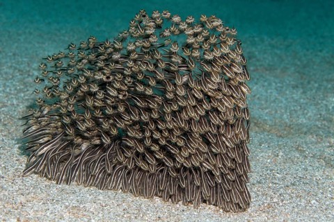 Striped eel catfishes (Plotosus lineatus)