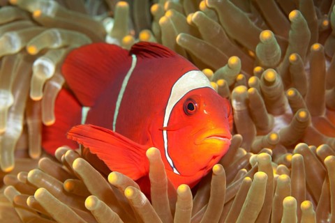 Maroon clownfish (Premnas biaculeatus) on Ritteri anemone (Heteractis magnifica)