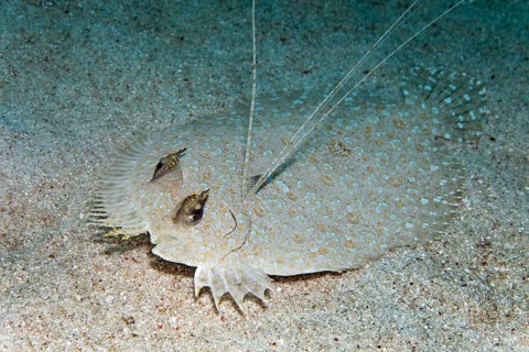 Flowery flounder (Bothus mancus) on sandy seabed