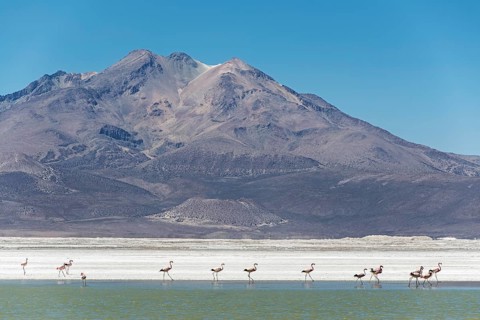 Flamingos (Phoenicopteridae) in Monumento Natural Salar de Surire