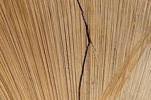 Cut open tree trunk