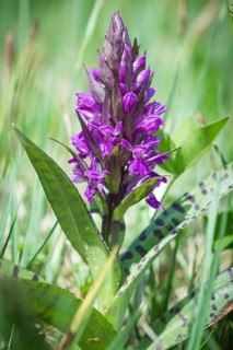Western marsh orchid (Dactylorhiza majalis)