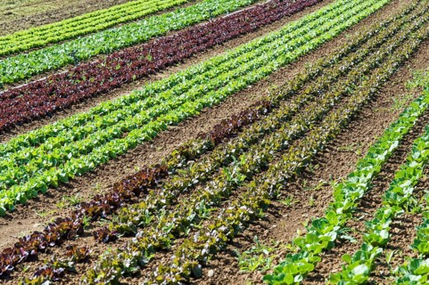 Field of lettuce grown in the open air