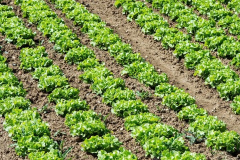 Field of lettuce grown in the open air