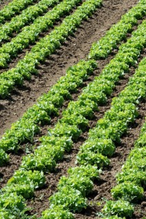 Field of lettuce grown in the open air