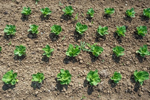 Field of lettuce grown in the open air