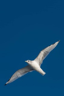 Young kittiwake (Rissa tridactyla)