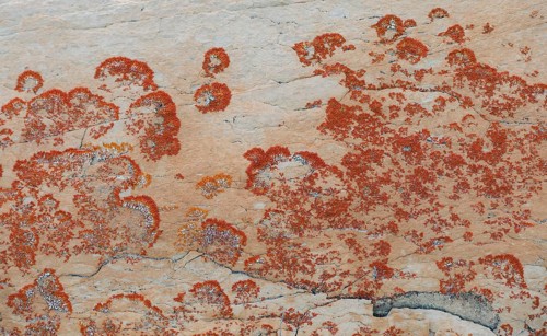 Crustose (Caloplaca sp.) on whitish-yellow dolomite