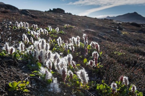 Arctic Willow (Salix arctica)