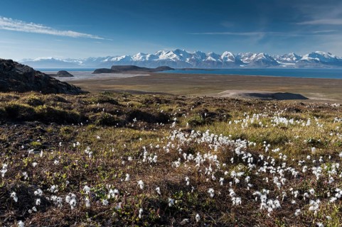 Cotton Grass (Eriophorum sp.)