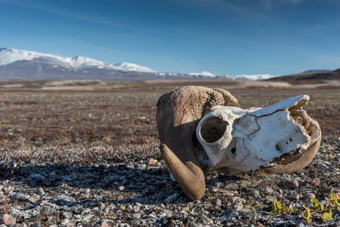Bleached skull of a musk ox