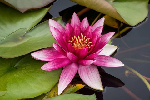 Water lily (Nymphaea sp.)