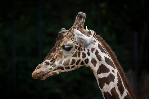 Reticulated giraffe (Giraffa camelopardalis reticulata)