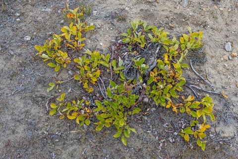 Arctic willow (Salix arctica)