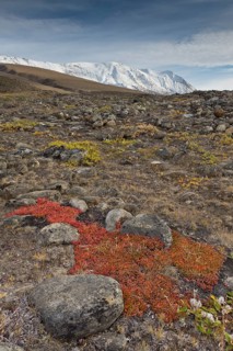 Autumn colored alpine or mountain bearberry (Arctostaphylos alpinus)