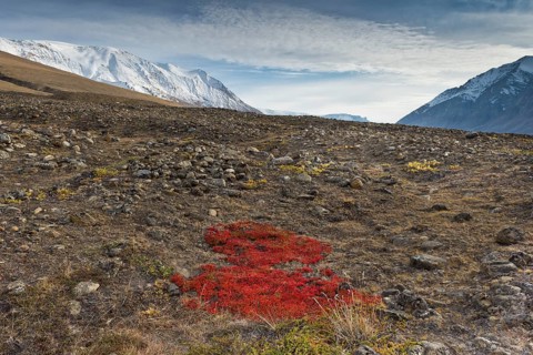 Autumn colored alpine or mountain bearberry (Arctostaphylos alpinus)