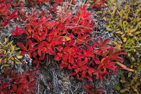 Autumn colored alpine or mountain bearberry (Arctostaphylos alpinus)