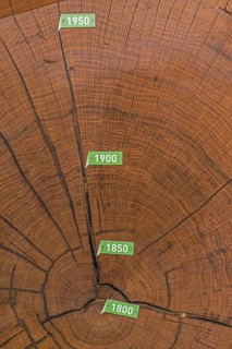 Cross section of bicentennial oak (Quercus sp.) trunk with annual rings from 1800