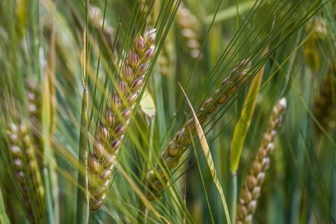 Spring barley (Hordeum vulgare)