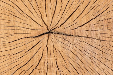 Sectional area of oak (Quercus sp.) trunk with annual rings