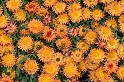 Golden everlasting or strawflower (Helichrysum bracteatum)