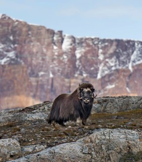 Muskox (Ovibos moschatus) standing in mountain landscape