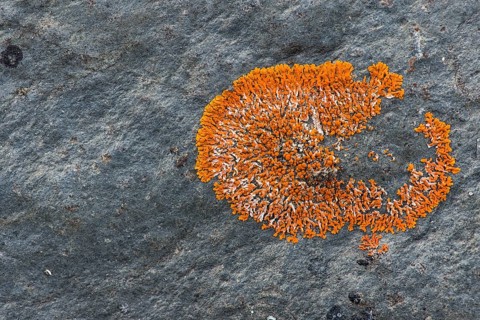 Round firedot lichen (Caloplaca sp.)